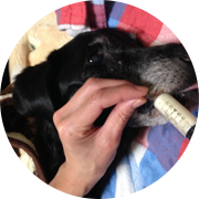 訪問介護・看護|黒い犬が注射器型の容器で餌をあげているが画像