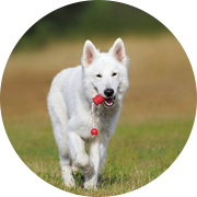 ペットロスグリーフケアプログラム|白い犬が赤い遊び道具を咥えて草原を走っている画像